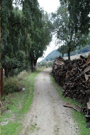 Planchas de corcho natural en el campo